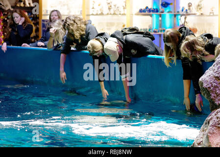 Menschen lehnte sich die Strahlen in Ripley's Aquarium von Kanada, Toronto, Ontario zu berühren Stockfoto