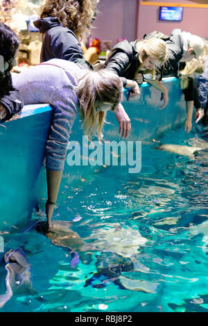 Menschen lehnte sich die Strahlen in Ripley's Aquarium von Kanada, Toronto, Ontario zu berühren Stockfoto