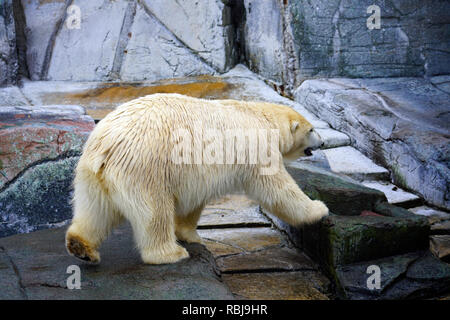 Blick auf einen weißen Eisbären im Zoo Kopenhagen Stockfoto