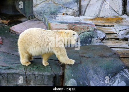 Blick auf einen weißen Eisbären im Zoo Kopenhagen Stockfoto