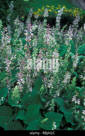 BLÜTEN UND LAUB DES MUSKATELLERSALBEI (SALVIA SCLAREA) EINER KRAUTIGEN PFLANZE DER GATTUNG SALVIA, AUCH BEKANNT ALS MUSKATALBEI ODER SEE BRIGHT. Stockfoto
