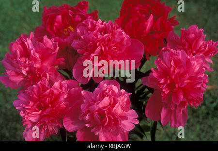 PAEONIA SUFFRUTICOSA (BAUMPÄONIE) Stockfoto