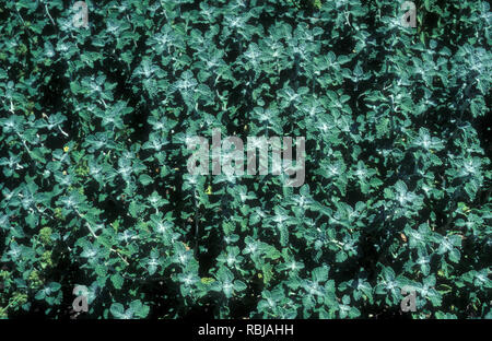 WHITE HOREHOUND ODER GEMEINSAMEN HOREHOUND (MARRUBIUM VULGARE) ist eine blühende Pflanze IN DEN MINT-Familie. Stockfoto