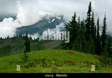 WA 15760-00 ... WASHINGTON - Western Anemonen in Samen auf Mazama Ridge in eine Wolke gehüllt Tatoosh Bereich in die Wolken im Paradies Gebiet des Mount Regen Stockfoto