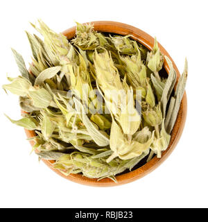 Griechischer Bergtee Sideritis, in Houten. Auch ironwort und Hirten Tee. Getrocknete blühende Pflanzen, als Kräutermedizin und Tee verwendet. Stockfoto