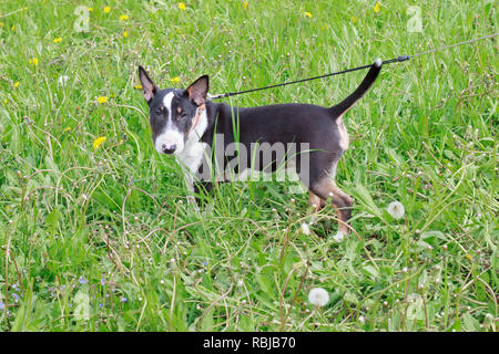 Cute Miniatur Bullterrier steht auf einer grünen Wiese. Heimtiere. Drei Monate alt. Stockfoto