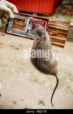 Ratte Jahreszeit vom Rattenfänger gefangen Stockfoto