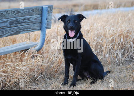 Schwarze Labrador/Schäferhund mix Stockfoto