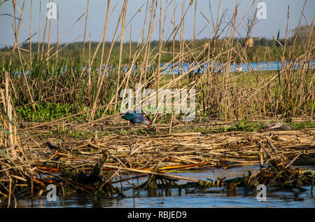 Eine purple gallinule, einer Art von Moorhuhn in einer der Lagunen des Kaspischen Meeres, Anzali Stadt, Iran Stockfoto