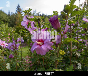 Helle outdoor natürlichen Blumen Nahaufnahme Bild eines einzelnen rosa lila Hibiskus Blüte mit einer unscharfen Garten im Hintergrund, ungewöhnliche Perspektive Stockfoto