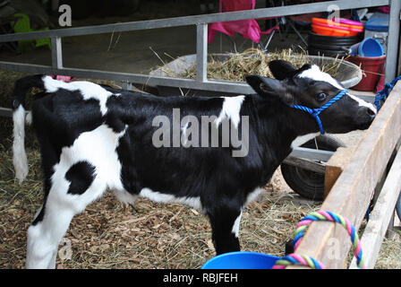 Junges Kalb gebunden an einen Zaun Stockfoto