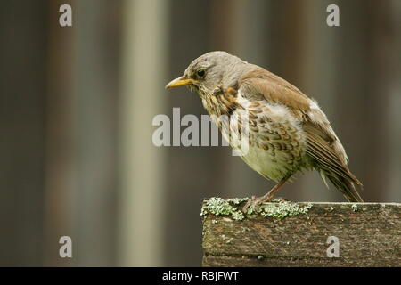 Wacholderdrossel, Turdus pilaris Stockfoto