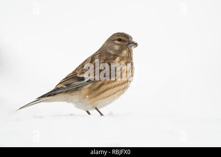 Eurasischen Hänfling, Linaria cannabina auf dem Schnee Stockfoto