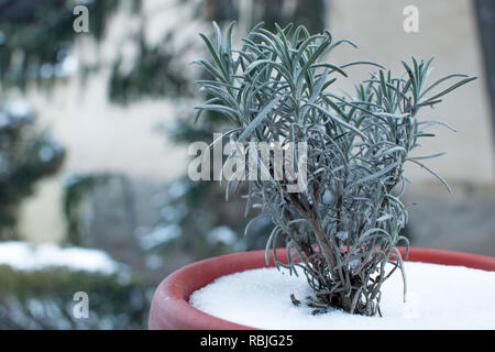 Wunderschönes grünes Lavendel im Winter Stockfoto