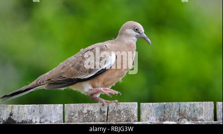 Gefleckte Taube auf Zaun Stockfoto