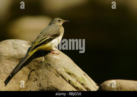 Graue Bachstelze, Motacilla cinerea Stockfoto