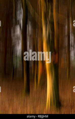 Durch die Bäume im Herbst Stockfoto