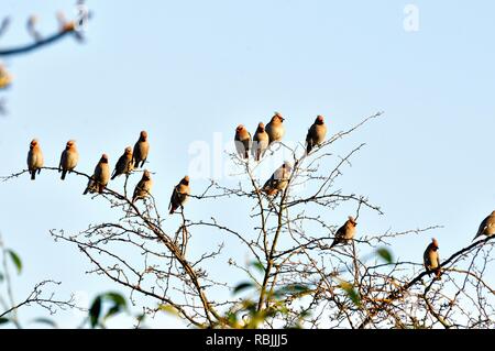 Waxwings, Bombycilla garrulus auf Zweige des einen blattlosen Baum vor blauem Himmel UK gehockt Stockfoto