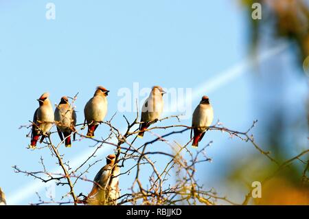 Waxwings, Bombycilla garrulus auf Zweige des einen blattlosen Baum vor blauem Himmel UK gehockt Stockfoto