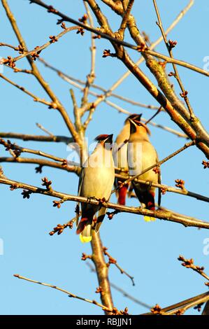 Waxwings, Bombycilla garrulus auf Zweige des einen blattlosen Baum vor blauem Himmel UK gehockt Stockfoto