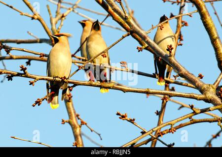 Waxwings, Bombycilla garrulus auf Zweige des einen blattlosen Baum vor blauem Himmel UK gehockt Stockfoto