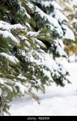 Winter flauschige Brunch immergrüner Baum Fichte mit Schnee im Wald Stockfoto