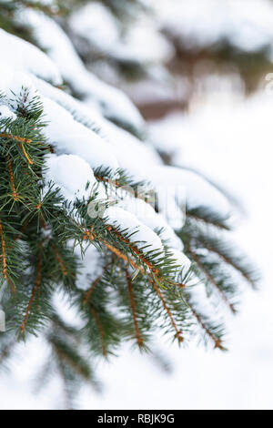 Malerisch evergreen Brunch der Fichte mit Schnee auf Es im frostigen Tannenwald Stockfoto