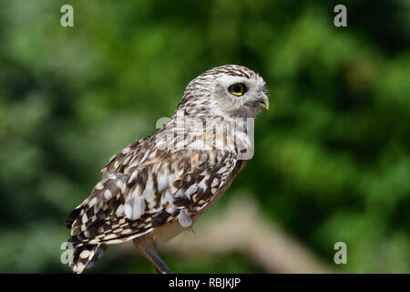 Porträt eines Grabens der Eule (Athene cunicularia) hocken auf einem Zaun Stockfoto