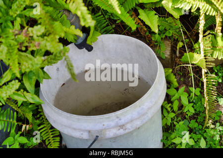 Eimer sammeln Wasser tropft, Garten Wasserhahn/Tap Stockfoto