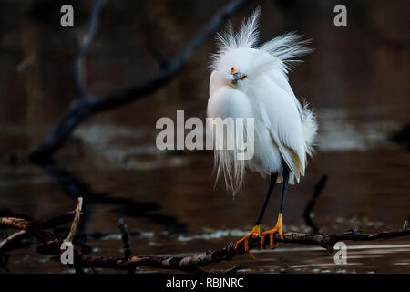 Snowy Reiher in der Zucht Gefieder Stockfoto