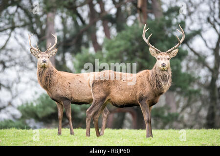 Rotwild im Wald Stockfoto