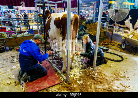 Harrisburg, PA, USA - Januar 9, 2019: Landwirte ihre Kuh Bräutigam, wie es für den Wettbewerb an der PA Farm Show, der größten Indoor landwirtschaftlichen bereit Stockfoto