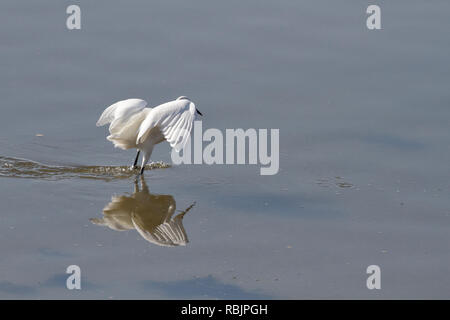 White Egret während seiner Fangtätigkeit in den Fluss Douro, nördlich von Portugal Stockfoto