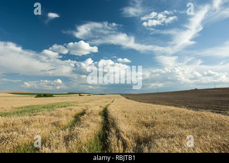 Felder, Horizon und blauer Himmel Stockfoto