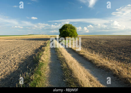 Unbefestigte Straße durch gepflügten Feldern und blauer Himmel Stockfoto