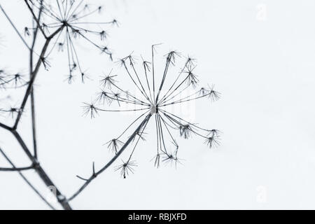 Frozen umbrella Blumen mit Frost im kalten Winter abgedeckt Stockfoto