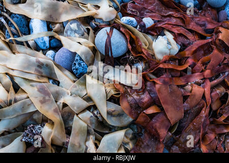 Rote und weiße Seegras am Strand Felsen Stockfoto