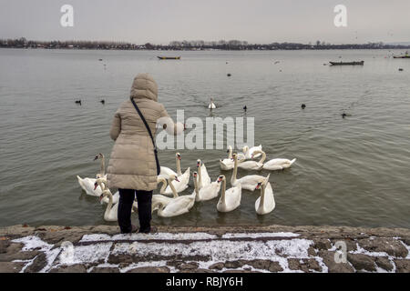 Zemun, Serbien - ein Warm gekleidete Frau Fütterung Schwäne am Ufer der Donau Stockfoto