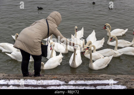 Zemun, Serbien - ein Warm gekleidete Frau Fütterung Schwäne am Ufer der Donau Stockfoto