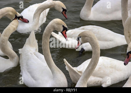 Zemun, Serbien - Close-up Swans (Cygnus Cygnus) der Donau Stockfoto