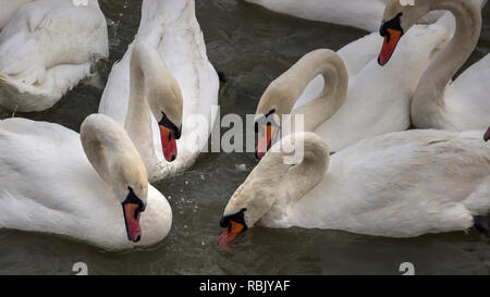 Zemun, Serbien - Close-up Swans (Cygnus Cygnus) der Donau Stockfoto