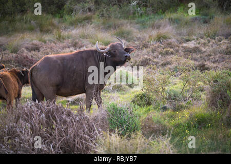 Kap oder Afrikanischer Büffel (Syncerus Caffer) mit Gras oder der Vegetation in ihren Mund steht in der Natur in Western Cape Südafrika Stockfoto