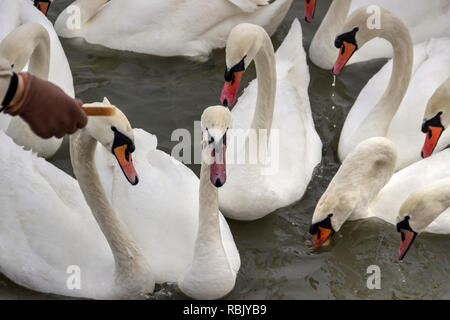 Zemun, Serbien - Close-up Swans (Cygnus Cygnus) der Donau Stockfoto