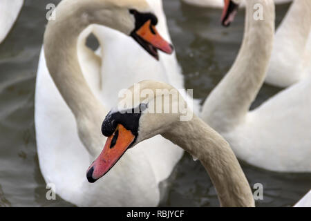 Zemun, Serbien - Close-up Swans (Cygnus Cygnus) der Donau Stockfoto