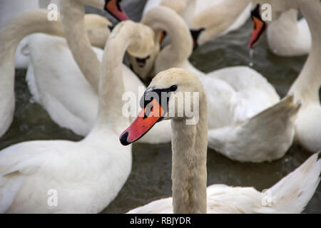 Zemun, Serbien - Close-up Swans (Cygnus Cygnus) der Donau Stockfoto