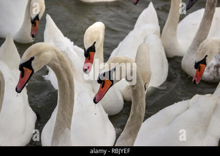 Zemun, Serbien - Close-up Swans (Cygnus Cygnus) der Donau Stockfoto