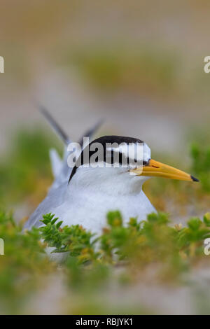 Zwergseeschwalbe (Sterna albifrons albifrons/Sternula) Zucht, bebrüten die Eier im Nest in saltmarsh im späten Frühjahr/Sommer Stockfoto
