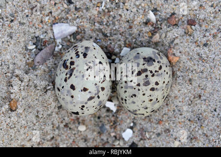 Zwergseeschwalbe (Sterna albifrons albifrons/Sternula) zwei Eier im Nest auf dem Sand am Strand im späten Frühjahr/Sommer Stockfoto