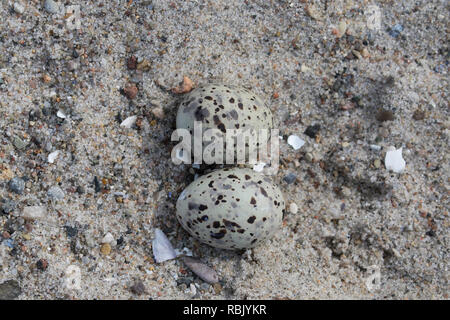 Zwergseeschwalbe (Sterna albifrons albifrons/Sternula) zwei Eier im Nest auf dem Sand am Strand im späten Frühjahr/Sommer Stockfoto