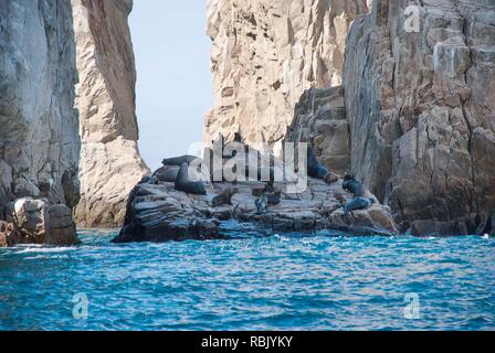 Seelöwen aalen sich auf den Felsen bei Cabo San Lucas, Baja California, Mexiko Stockfoto